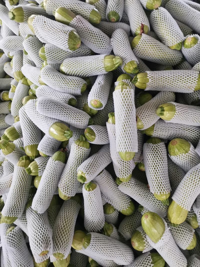 云南西葫芦优质绿皮西葫芦，大量上市货源充足，全国发货