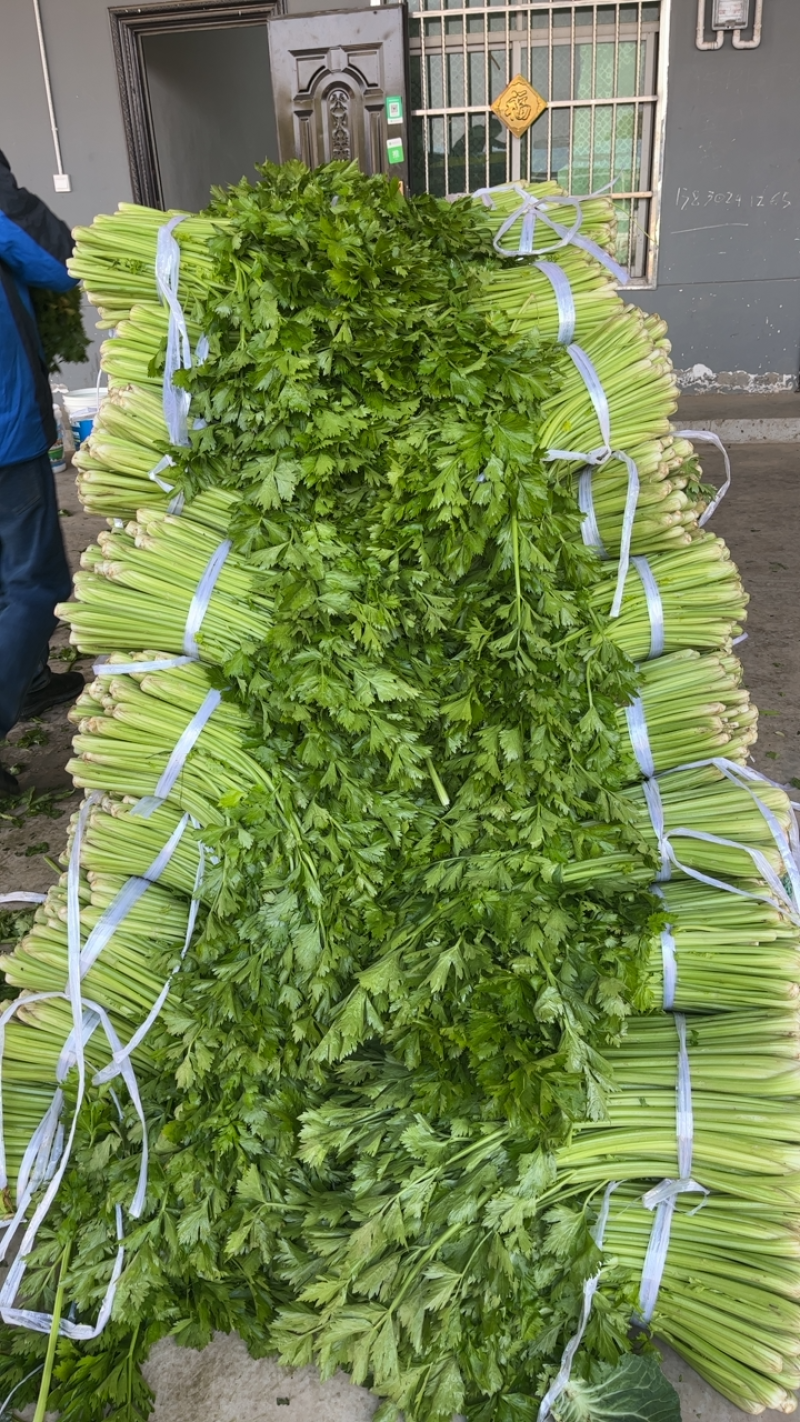 陕西万亩蔬菜基地芹菜大量上市需要的老板联系