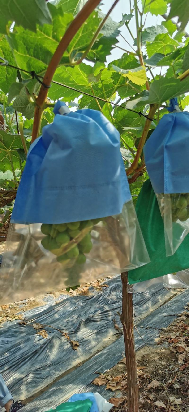 上面无纺布下面全透明微孔膜葡萄套袋安徽玲鼎包装有限公司