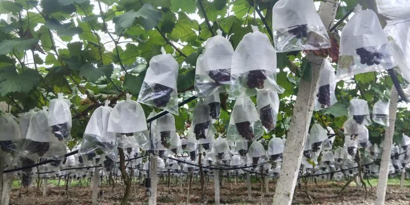 上面无纺布下面全透明微孔膜葡萄套袋安徽玲鼎包装有限公司