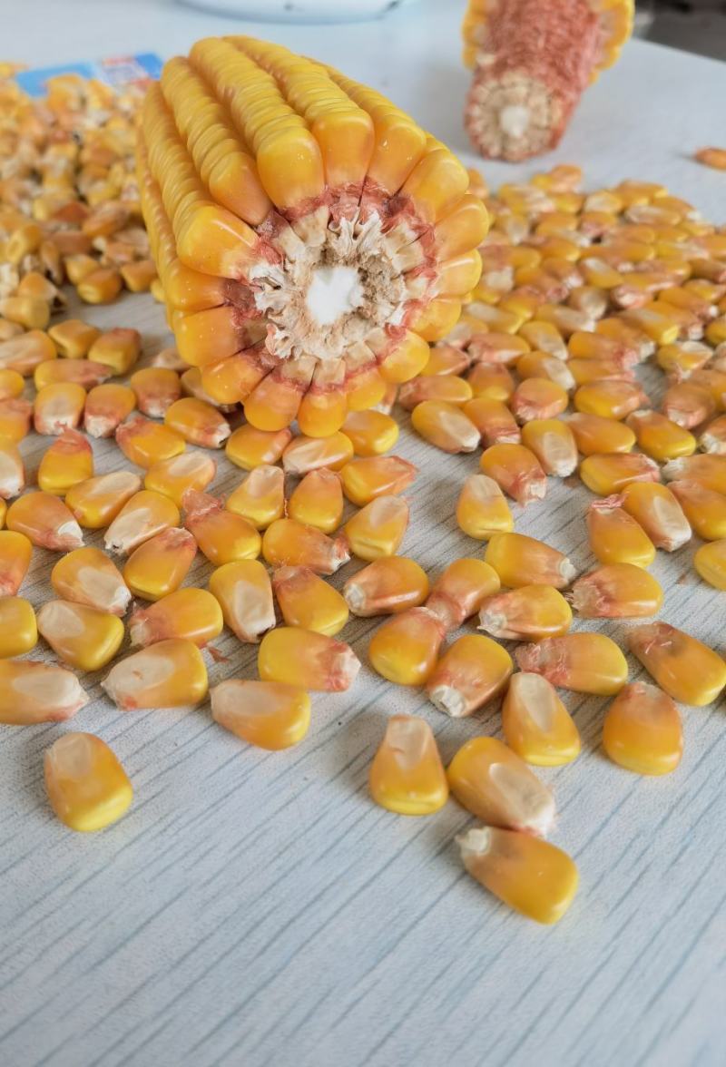 潮粮