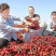 北京红益都板椒大铁皮椒红不辣干批发新疆内蒙熬油上色