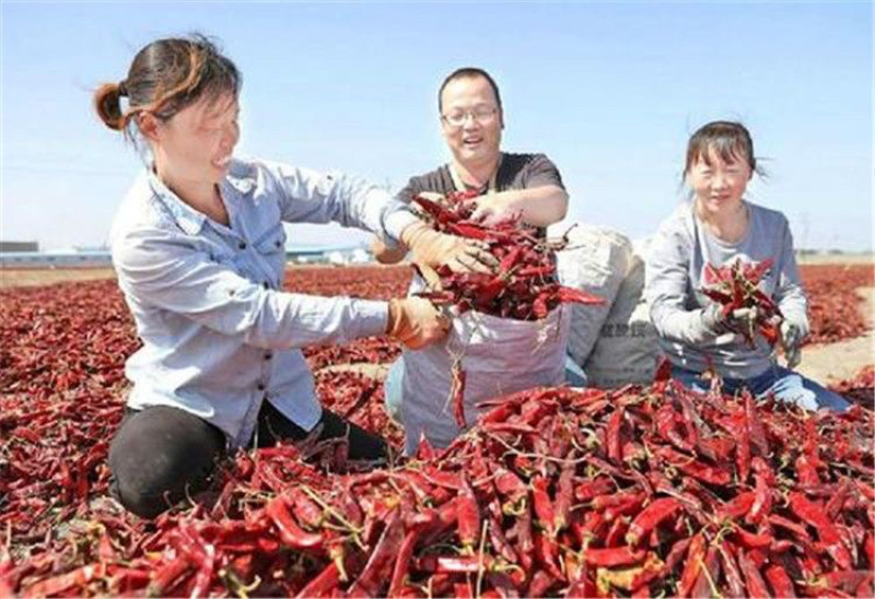 北京红益都板椒大铁皮椒红不辣干批发新疆内蒙熬油上色