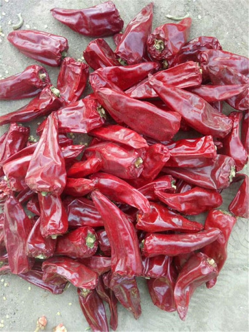 北京红益都板椒大铁皮椒红不辣干批发新疆内蒙熬油上色