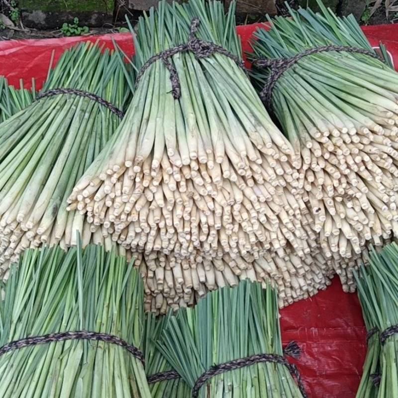 香茅草