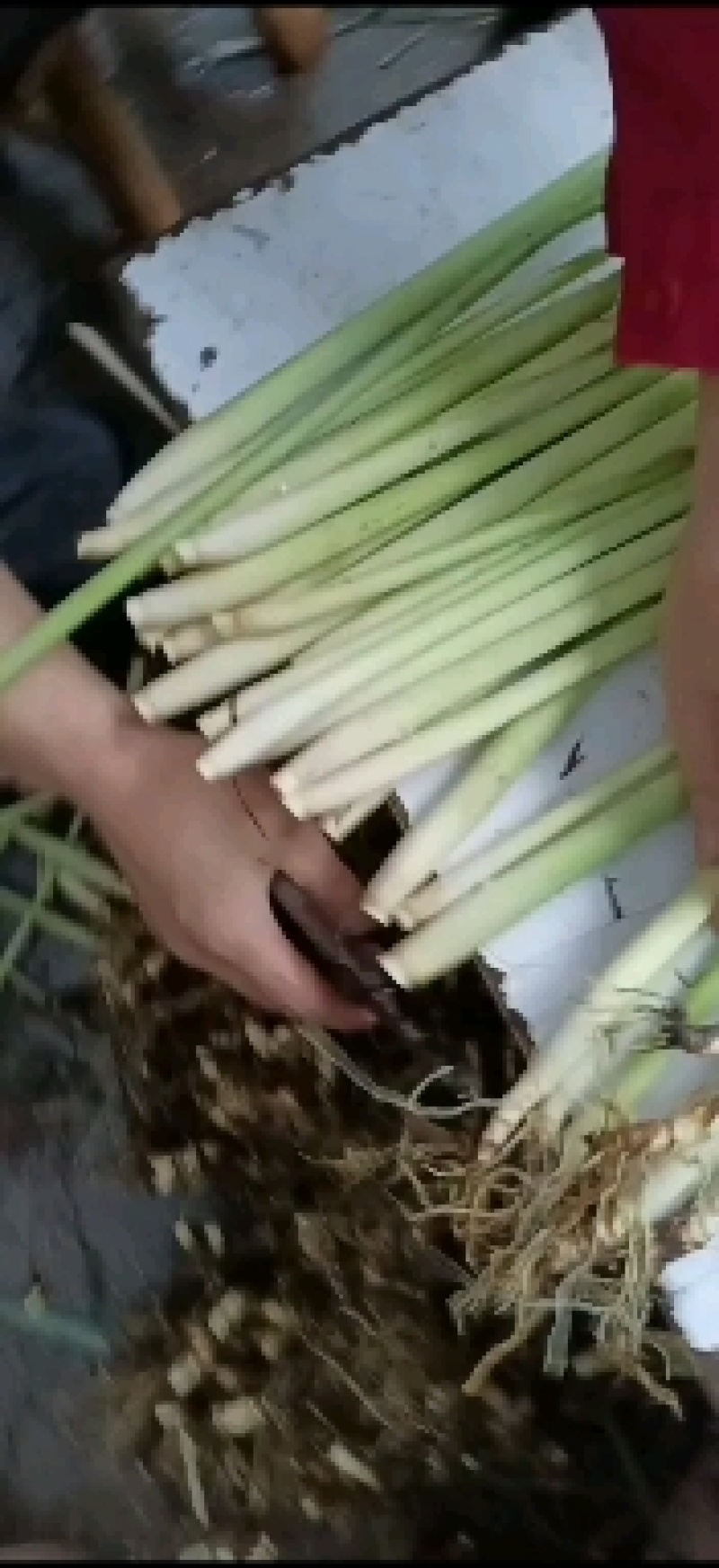 香茅草