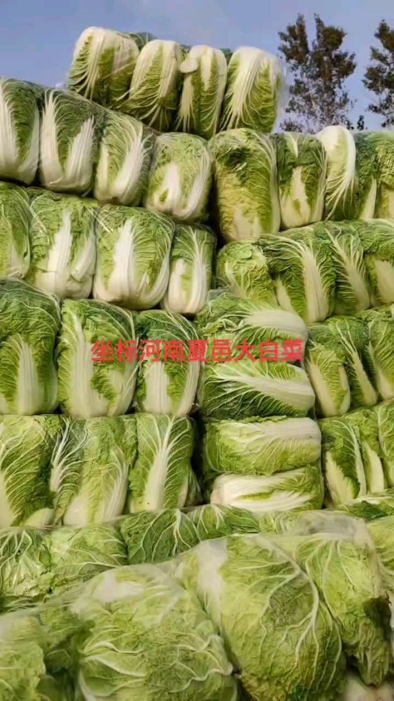 黄心白菜~青杂3号白菜专业代发电商平台超市加工厂~泡菜厂