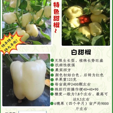 白色甜椒苗。品种新奇，欢迎试种！苗厂直发。