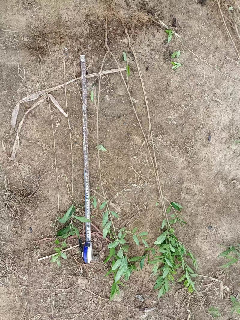 单株水蜡