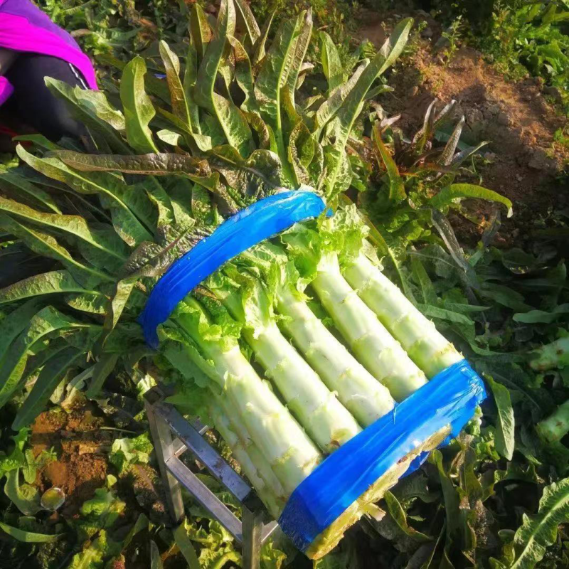 红叶莴笋莴笋莴苣产地发货量大从优欢迎来电咨询