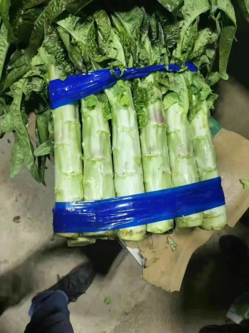 红叶莴笋莴笋莴苣产地发货量大从优欢迎来电咨询