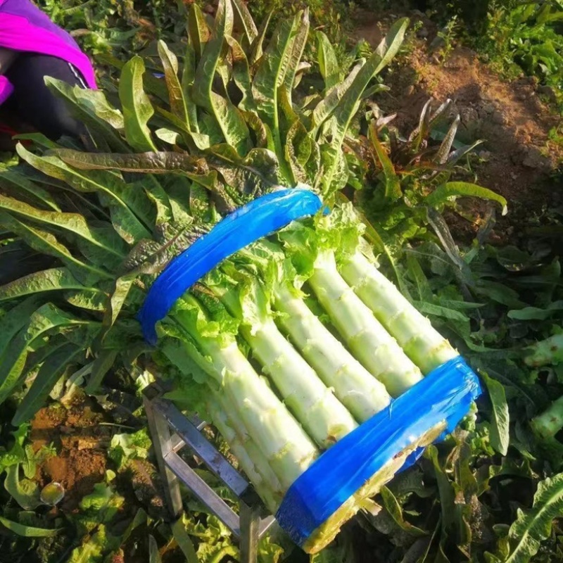 红叶莴笋莴笋莴苣产地发货量大从优欢迎来电咨询