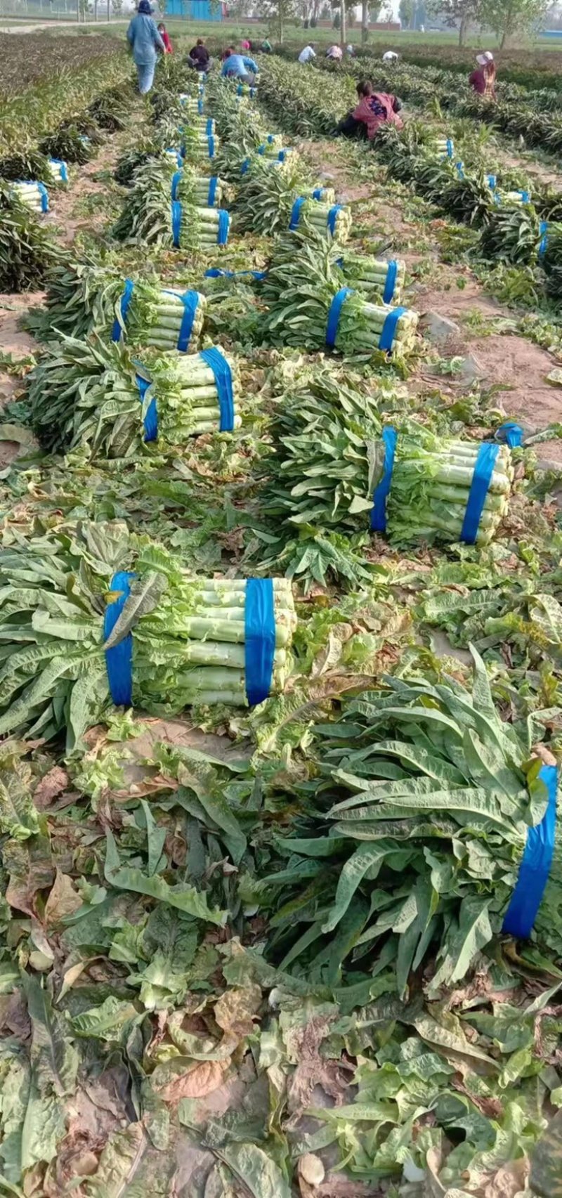 红叶莴笋莴笋莴苣产地发货量大从优欢迎来电咨询