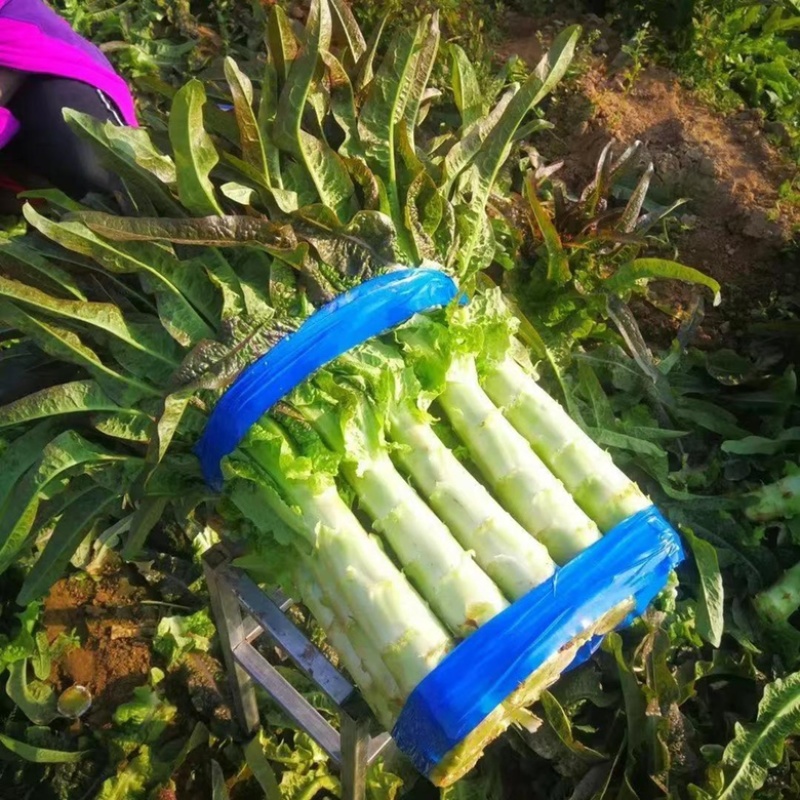 红叶莴笋莴笋莴苣产地发货量大从优欢迎来电咨询