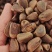 野生笨榛子，手拍大榛子，皮薄，大瓤噶噶香，现炒现卖