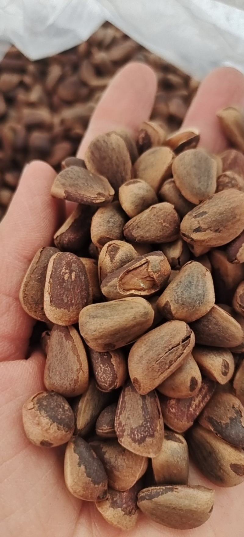 野生笨榛子，手拍大榛子，皮薄，大瓤噶噶香，现炒现卖