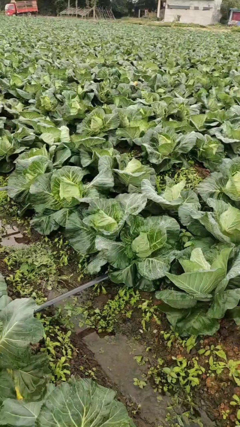 四川鸡心甘兰，牛心白，莲花菜，陆续有货