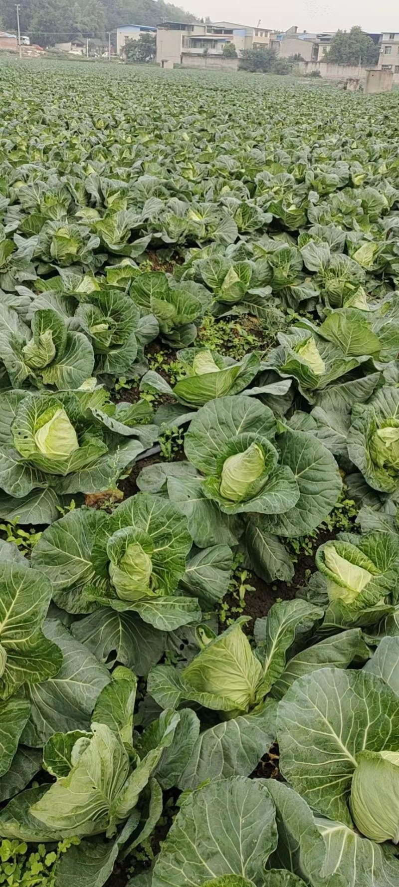 四川鸡心甘兰，牛心白，莲花菜，陆续有货