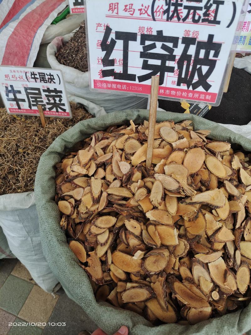 中药材红穿破石状元红保证质量货源充足