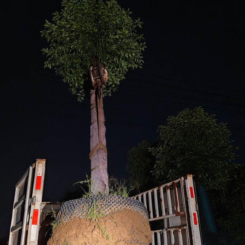 香樟树