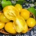 包邮，【新奇圣女果苗】黄虎纹，颜色靓丽，适合采摘园