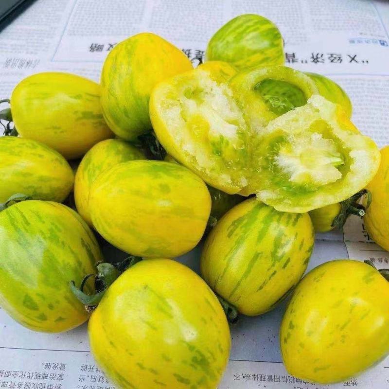 包邮，【新奇圣女果苗】黄虎纹，颜色靓丽，适合采摘园