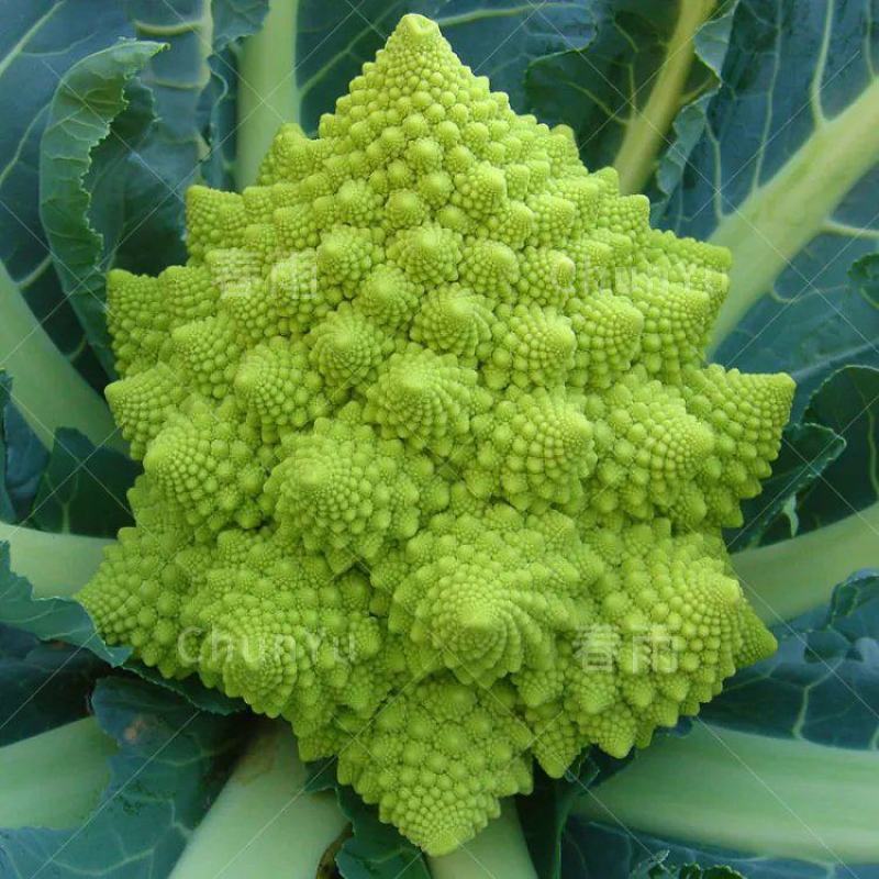 宝塔花椰菜塔花花菜绿花菜花椰菜法国花椰菜