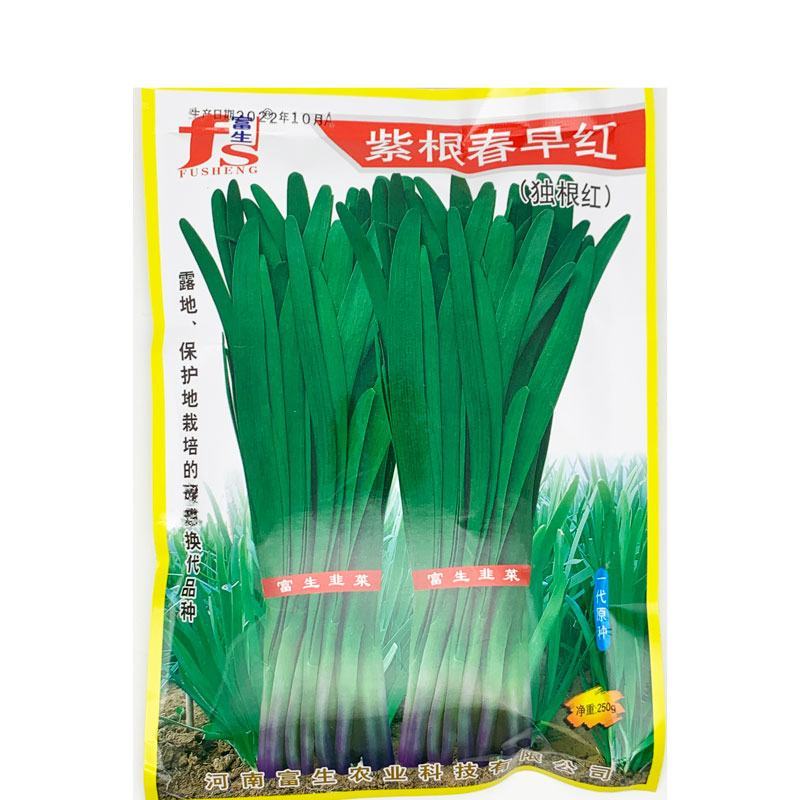 富生紫根早春红独根红韭菜种子耐寒春季早发休眠红根韭菜种