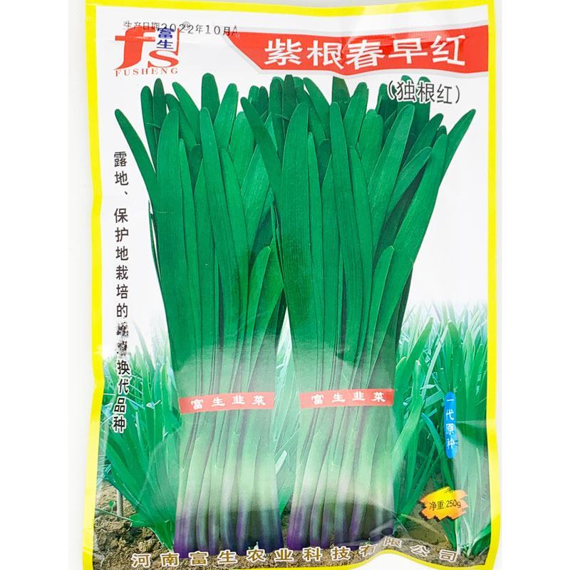 富生紫根早春红独根红韭菜种子耐寒春季早发休眠红根韭菜种