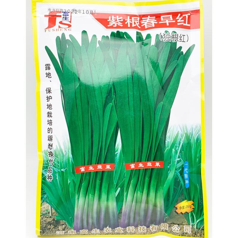 富生紫根早春红独根红韭菜种子耐寒春季早发休眠红根韭菜种