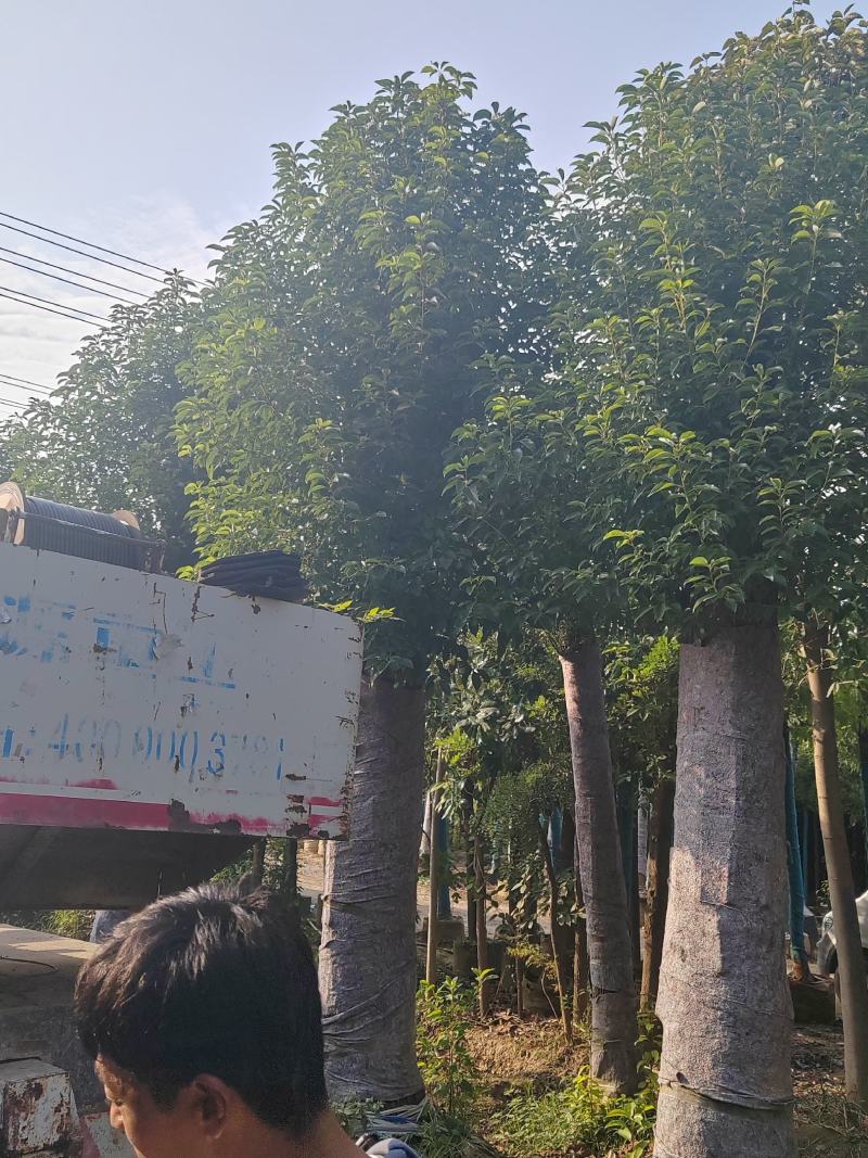 精品棕榈树诚信经营