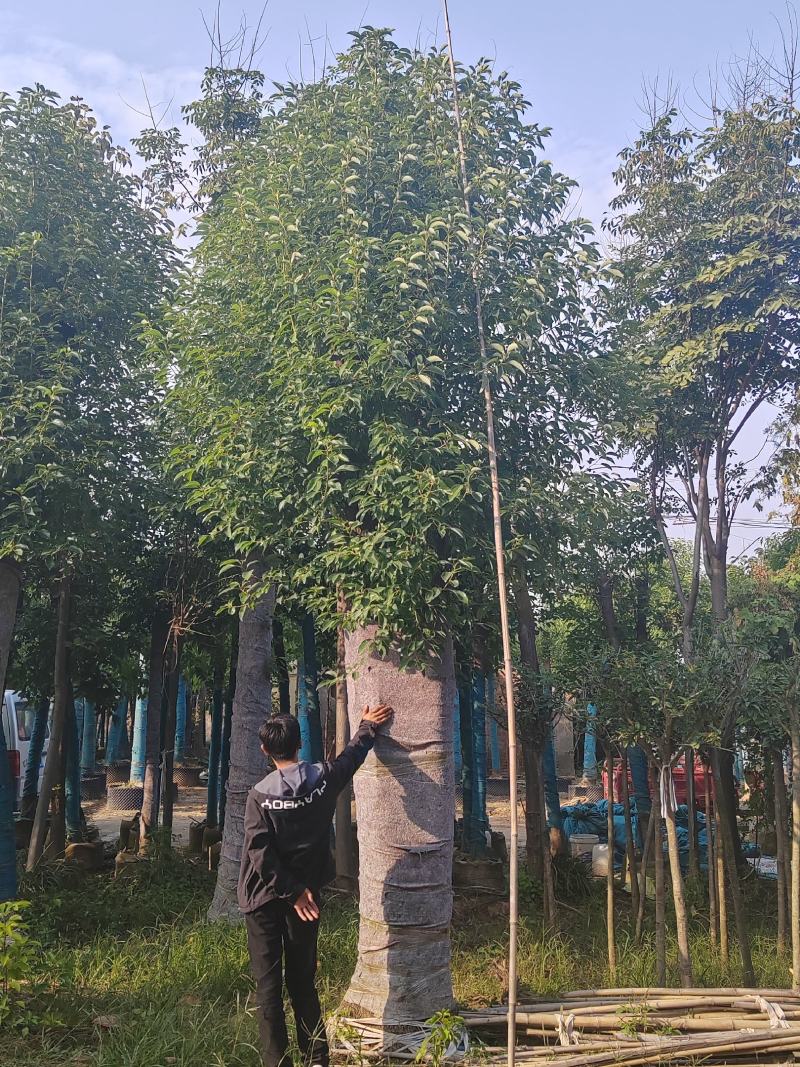 精品棕榈树诚信经营