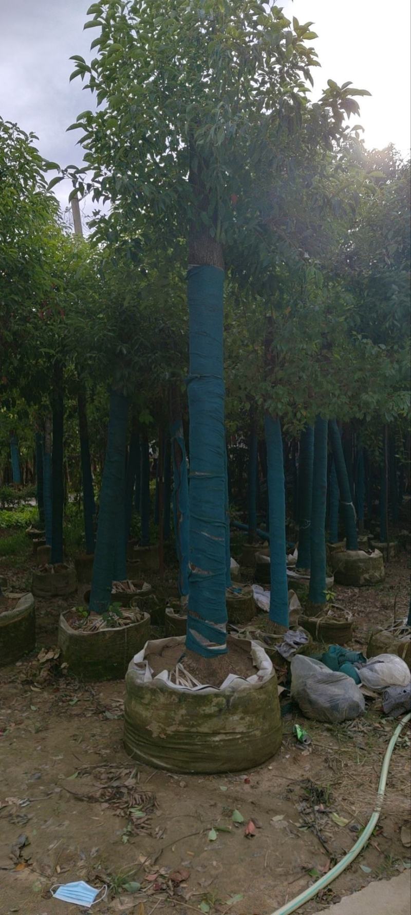 精品棕榈树诚信经营