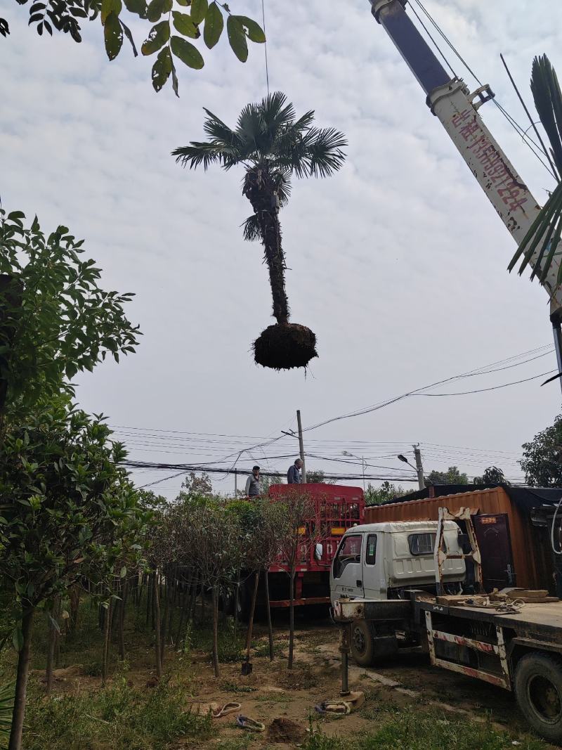精品棕榈树诚信经营