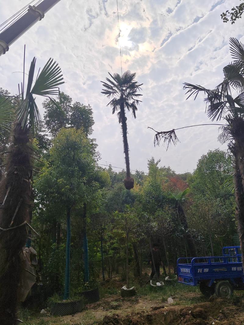 精品棕榈树诚信经营