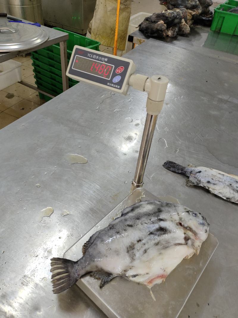山东威海厂家批发新鲜海参斑，海参斑鱼，海参斑鱼切片，量大