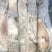 海鲜批发海参斑鱼切片深海新鲜海参斑鱼包装坏单包赔厂家直发