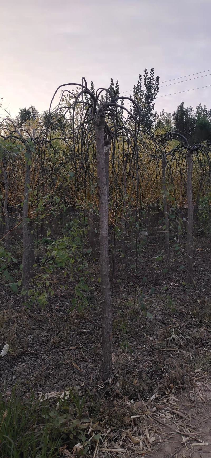 七八九公分龙爪槐