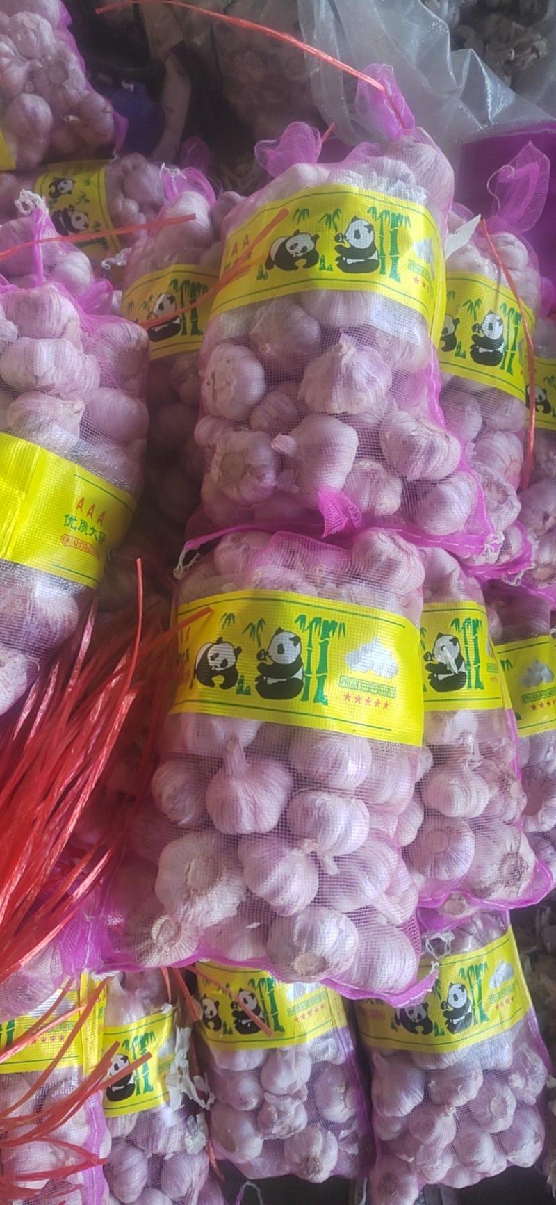 金乡大蒜熊猫袋5斤包装，质量好价格低，产地直供，天天加工