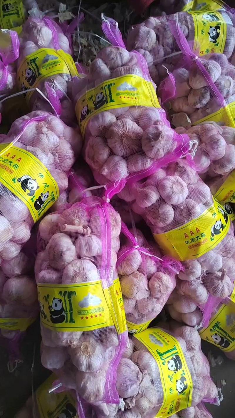 金乡大蒜熊猫袋5斤包装，质量好价格低，产地直供，天天加工