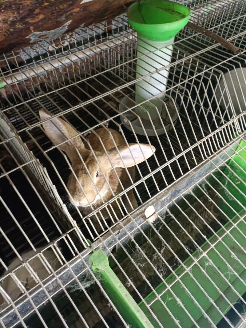 伊拉种兔