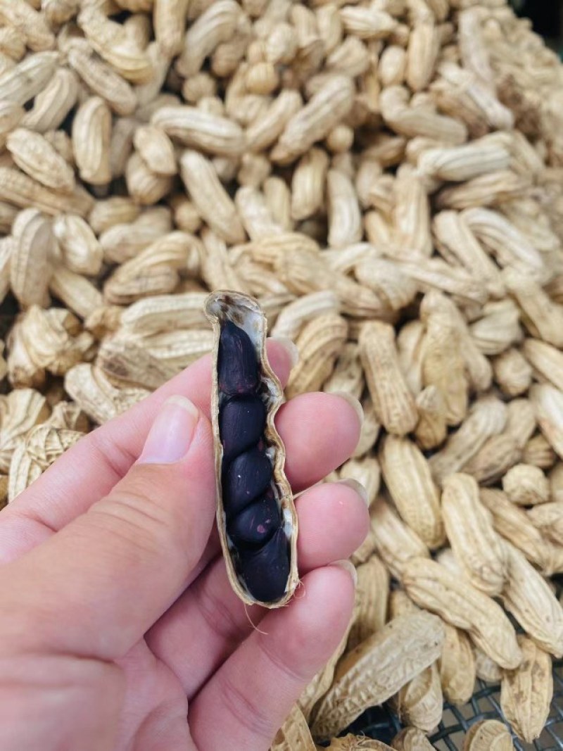 云南带壳黑花生机器挑选饱满度百分之九十以上长期供应