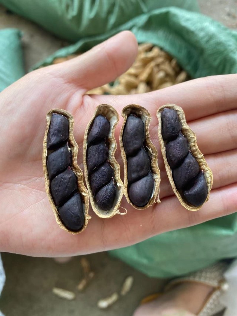 云南带壳黑花生机器挑选饱满度百分之九十以上长期供应