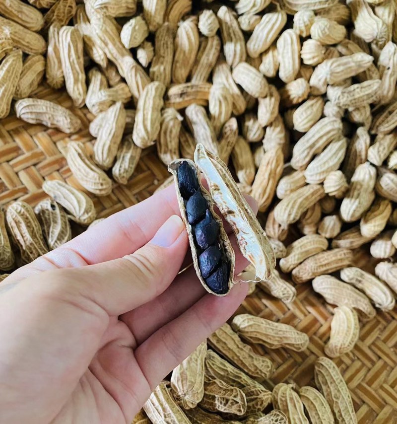 云南带壳黑花生机器挑选饱满度百分之九十以上长期供应