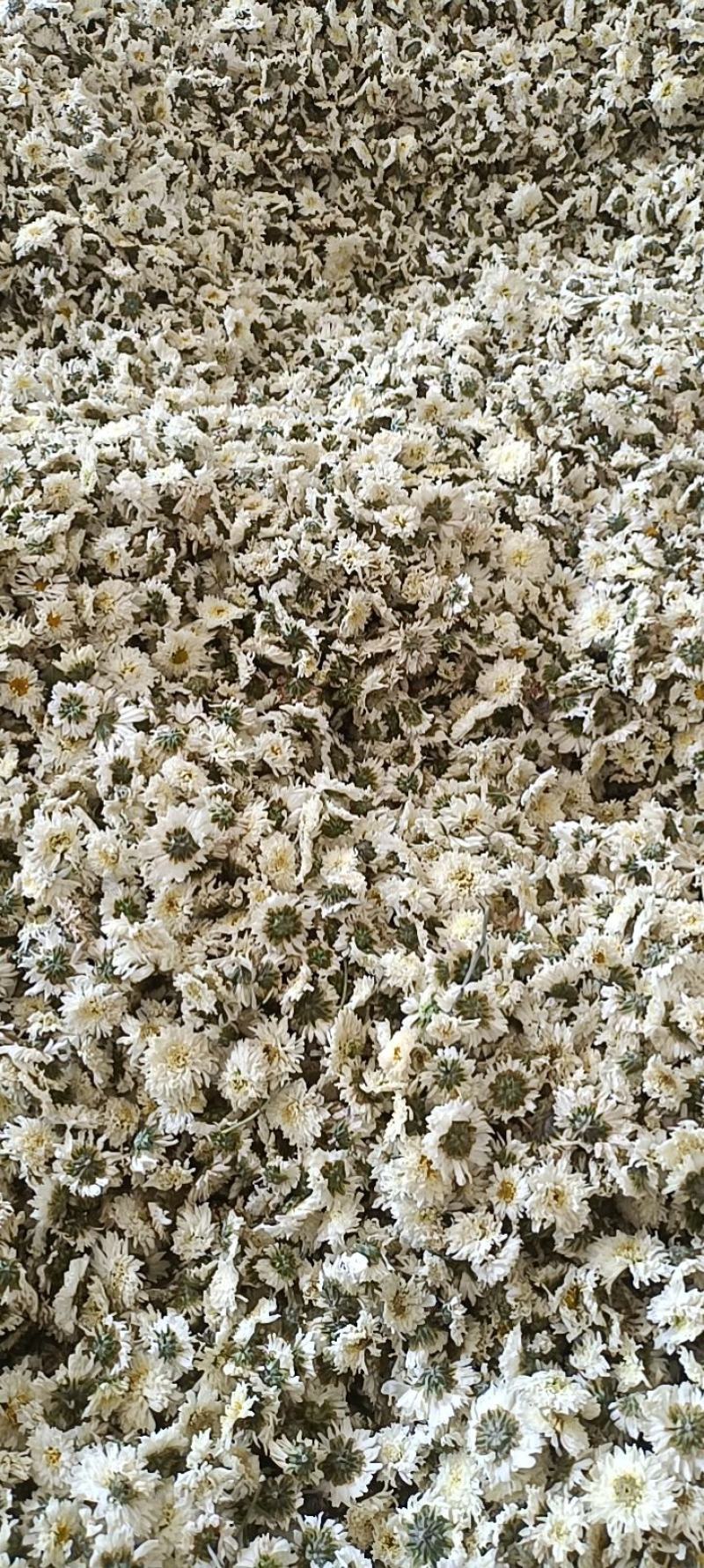 安徽七月菊一手货颜色白朵大而厚实对接各大电商批发商