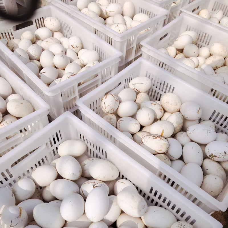 提供大量三花、泰州鹅种蛋保证受精率供给持续稳定