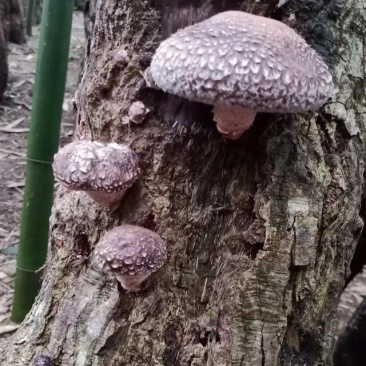 树香菇