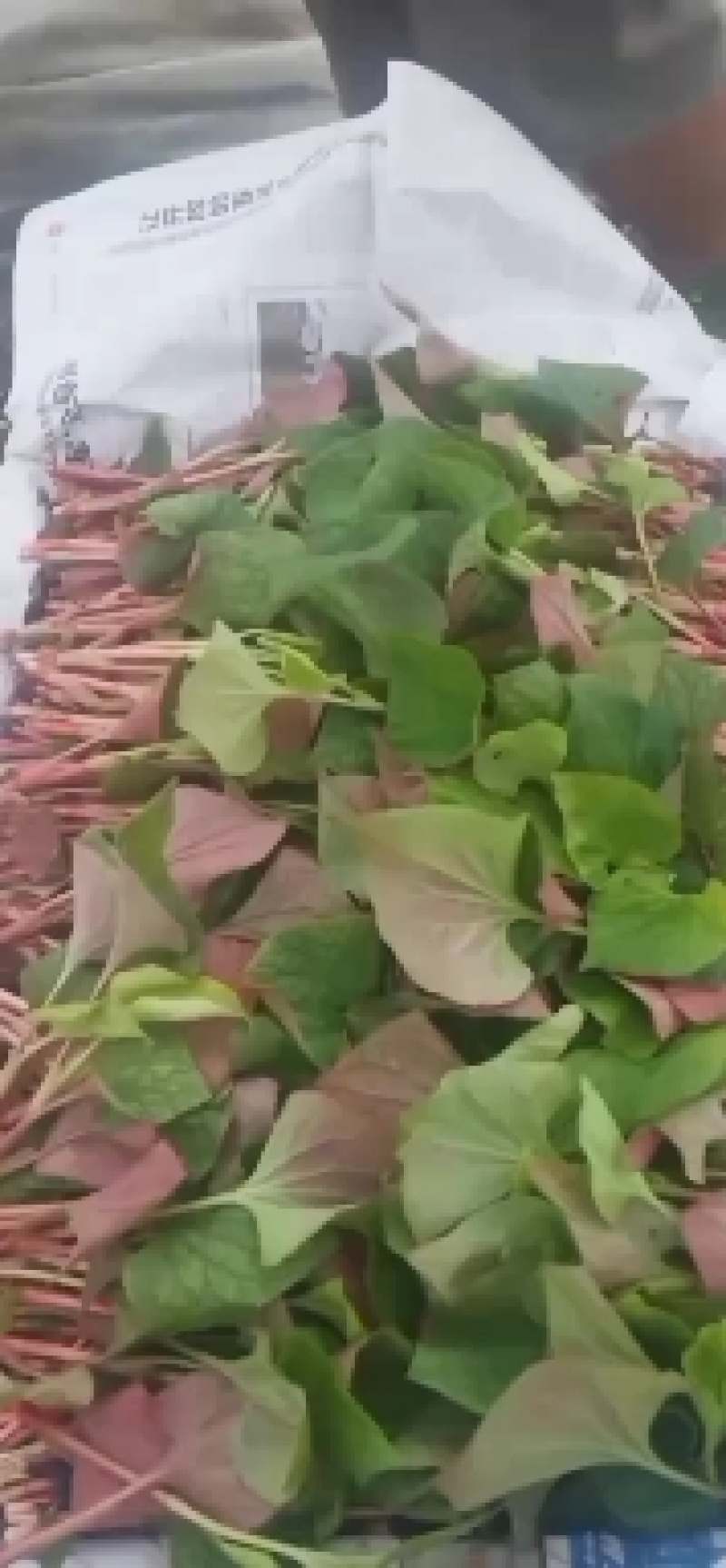 鱼腥草