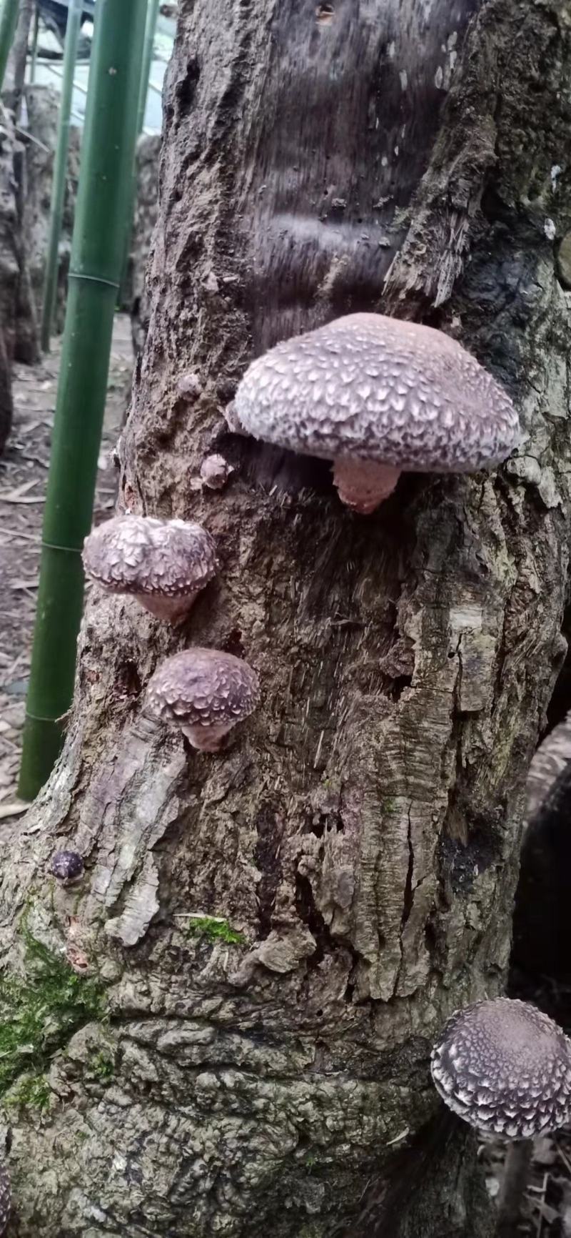 树香菇