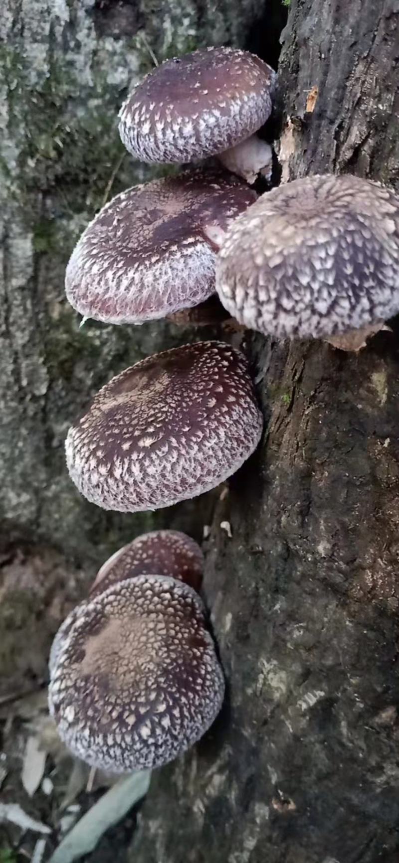 树香菇